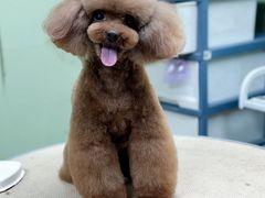 -鑫艺宠物美容培训学校