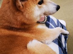 -逗柴咖啡屋·狗咖猫咖宠物桌游