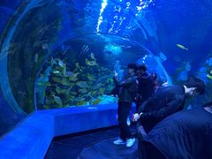 -芜湖新华联大白鲸海洋公园