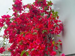 -重庆西南医院(西南院区)