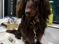-伟伟宠物医院·CT影像中心·瑞派犬猫综合性门诊(汉口总院)