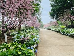 -天适樱花悠乐园