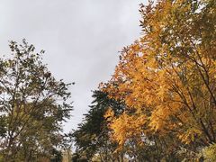 -西青郊野公园
