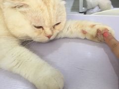 -喵的天空名猫咖啡馆·撸猫·猫舍·用品