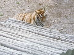 -大连森林动物园