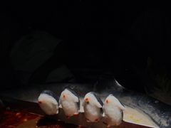 企鹅丸-湊湊火锅·茶憩(杭州湖滨银泰in77店)