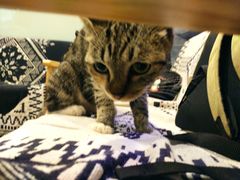 -平行世界·猫咖(首经贸店)