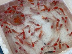 -华声天桥民俗文化园