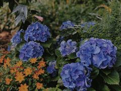 -上海辰山植物园