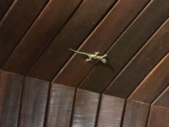 亚龙湾人间天堂-鸟巢度假村-三亚亚龙湾人间天堂鸟巢度假村