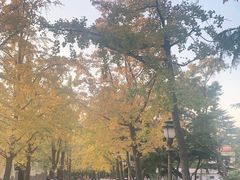 -八大关景区