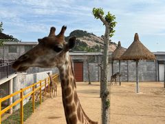 -西霞口神雕山野生动物世界