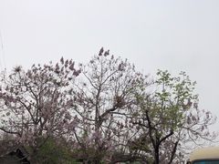 -蟹岛开饭楼