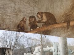 -石家庄市动物园