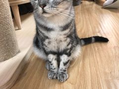 -猫和宫(六道口店)