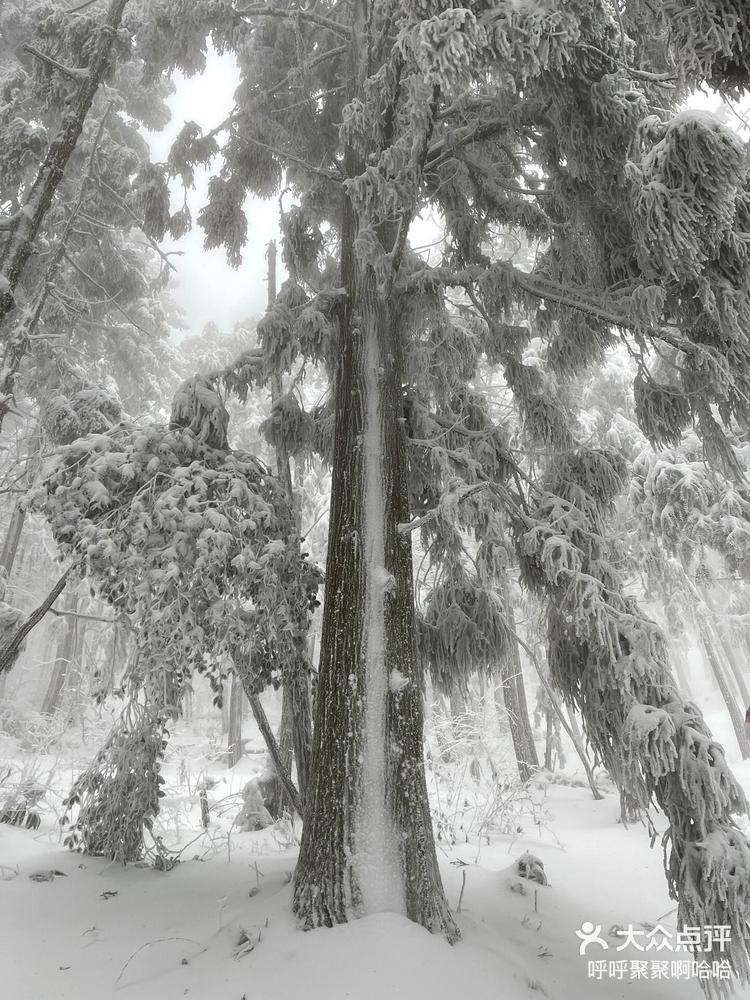 杏梅尖雪景图片