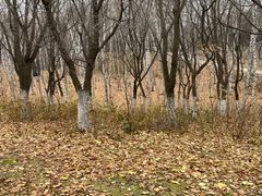 -长春世界雕塑园冰雪艺术天地