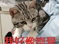 -悦宠动物医院(京丰分院)