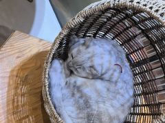 -藏猫猫咖啡主题馆(中央大道店)