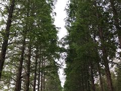 景点-黄海国家森林公园