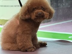 -FAELING PETS美天灵宠物(合生汇店)