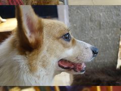 -萌喵宠狗爱心宠咖