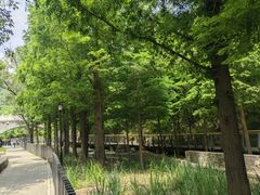 -白水寺森林公园