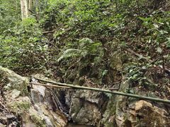 -西双版纳原始森林公园