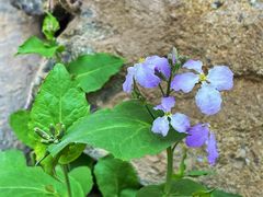 -北京鹫峰国家森林公园