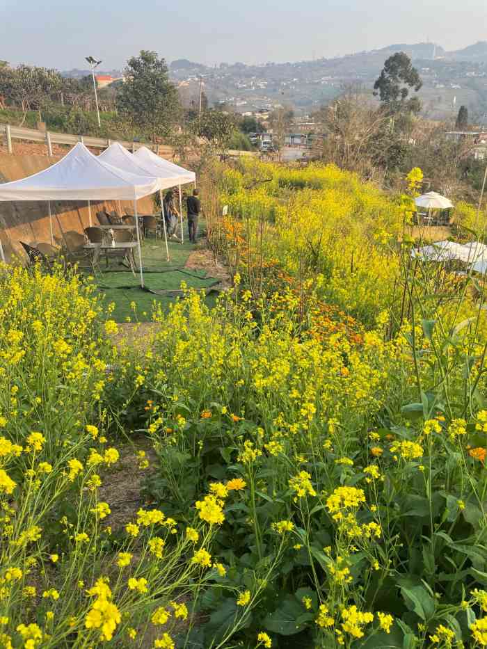 桃花居-"桃花盛开的时候,人很多,88一个人,服务."-大众点评移动版