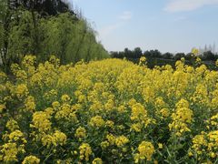 -前小桔亲子创意农场·草莓采摘·露营烧烤