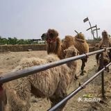 ✨郊野乐园探险记✨