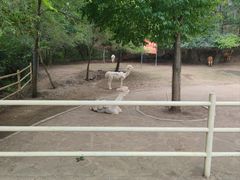 -沈阳森林动物园