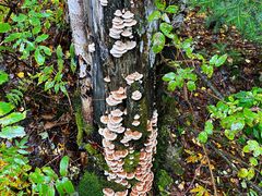 -五营红松林海景区