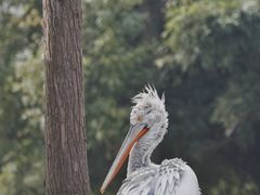 -上海野生动物园