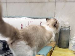-瑞鹏宠物医院华南总院·夜诊·心脏科·骨科