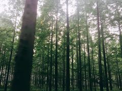 -黄海国家森林公园