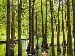 -溱湖国家湿地公园