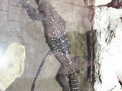 -上海大自然野生昆虫馆(东方明珠·爬宠昆虫探索中心)