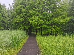 -溱湖国家湿地公园