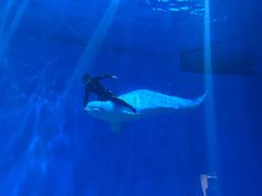 -芜湖新华联大白鲸海洋公园