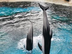 -珠海长隆海洋王国