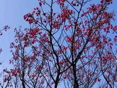 -上海鲜花港