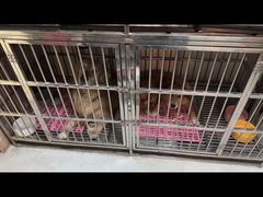 -派多格宠物(御景湾店)