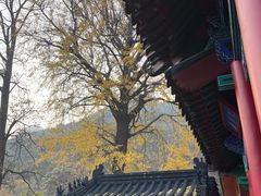 -九龙池景区