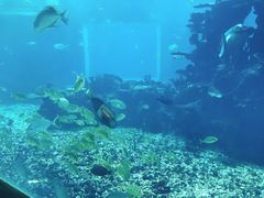 -海棠湾洲际-涛·海底餐厅·美人鱼·自助餐·海底隧道