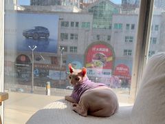-藏猫猫咖啡主题馆(中央大道店)