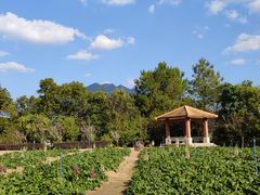 -广州市流溪河国家森林公园