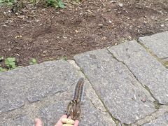 -五营红松林海景区