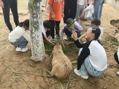 -西霞口神雕山野生动物世界